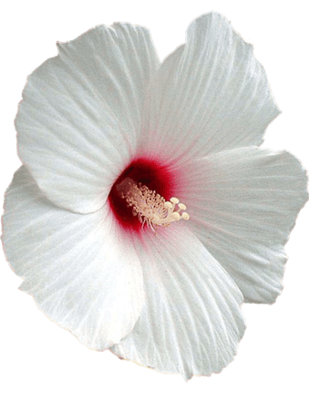 Tevella Rose (Twylla) Stevens Obituary